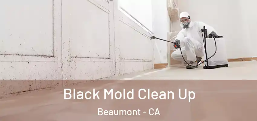  Black Mold Clean Up Beaumont - CA