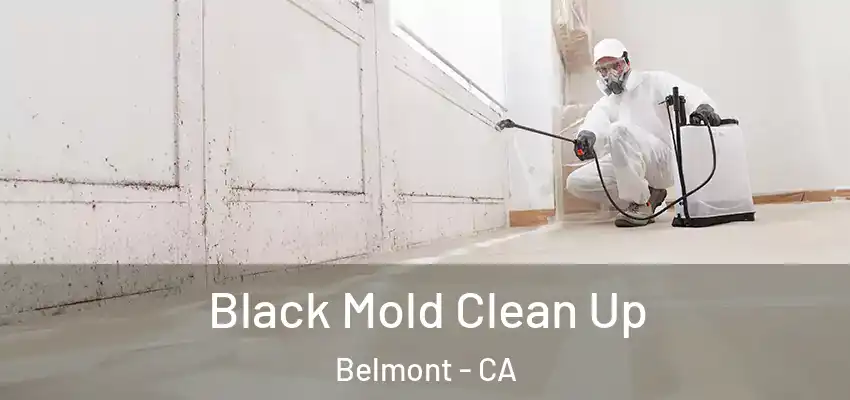  Black Mold Clean Up Belmont - CA