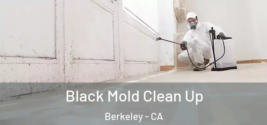 Black Mold Clean Up Berkeley - CA
