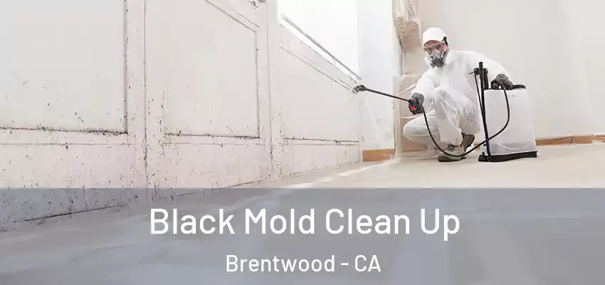  Black Mold Clean Up Brentwood - CA