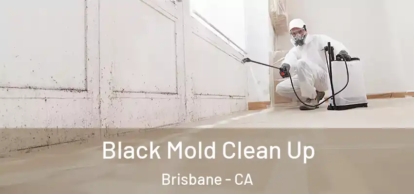  Black Mold Clean Up Brisbane - CA