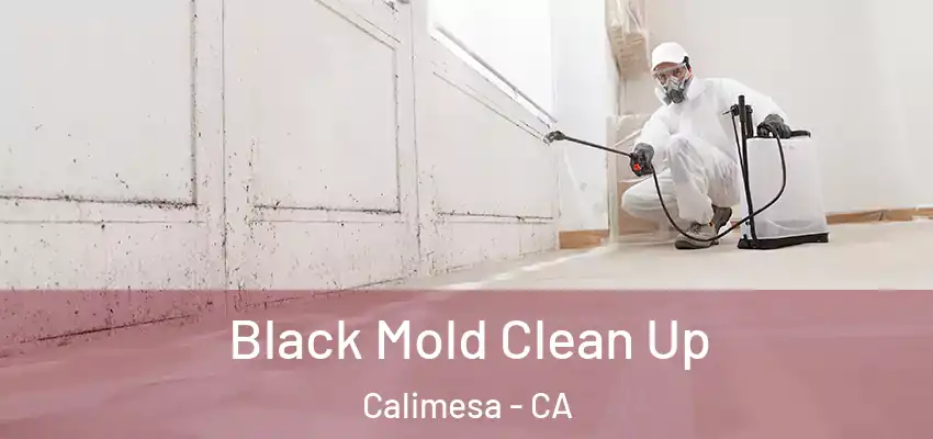  Black Mold Clean Up Calimesa - CA