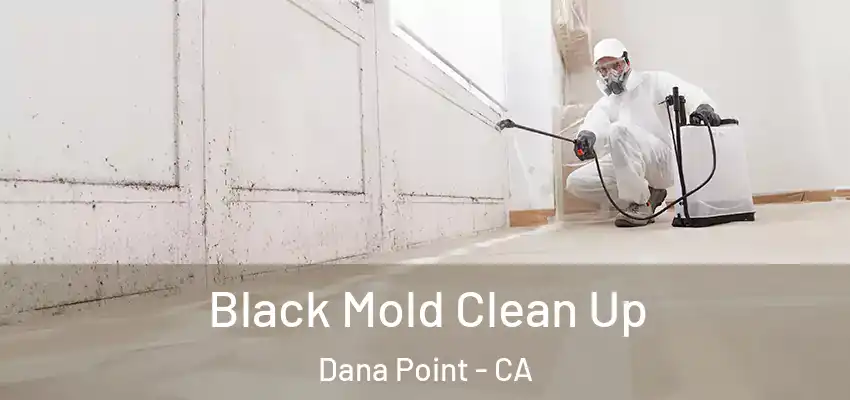  Black Mold Clean Up Dana Point - CA