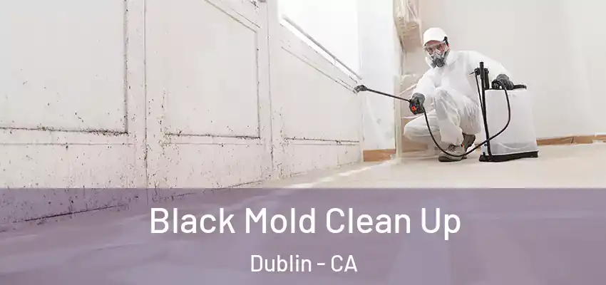  Black Mold Clean Up Dublin - CA