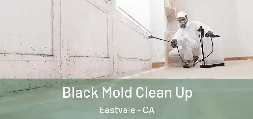  Black Mold Clean Up Eastvale - CA