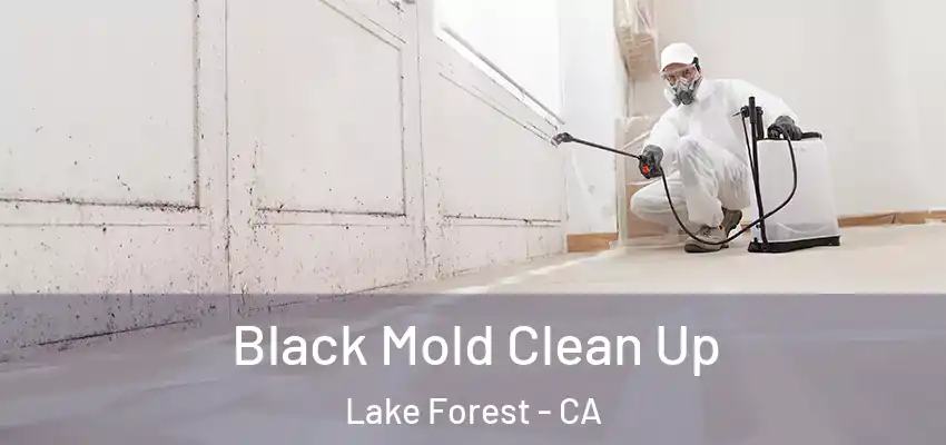  Black Mold Clean Up Lake Forest - CA