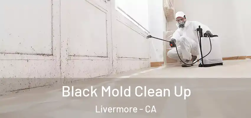  Black Mold Clean Up Livermore - CA