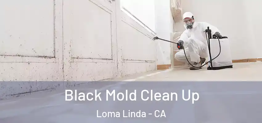  Black Mold Clean Up Loma Linda - CA