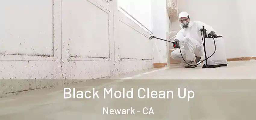  Black Mold Clean Up Newark - CA