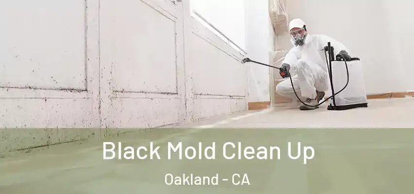  Black Mold Clean Up Oakland - CA