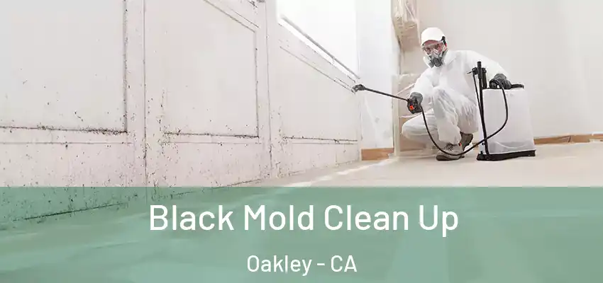 Black Mold Clean Up Oakley - CA
