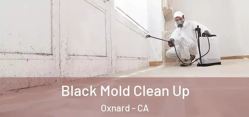  Black Mold Clean Up Oxnard - CA