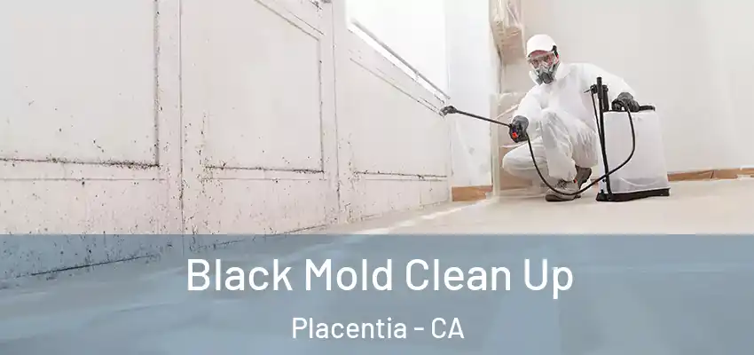 Black Mold Clean Up Placentia - CA