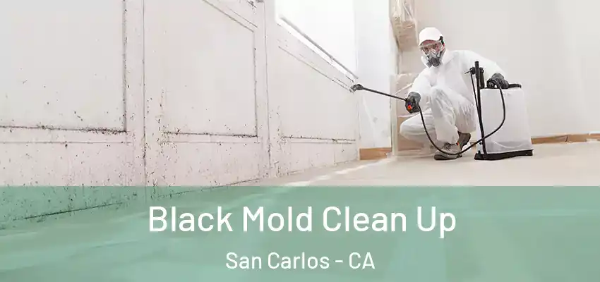  Black Mold Clean Up San Carlos - CA