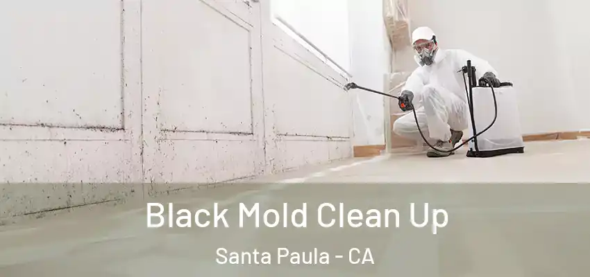  Black Mold Clean Up Santa Paula - CA