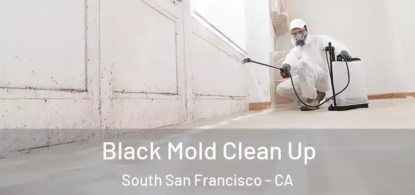  Black Mold Clean Up South San Francisco - CA