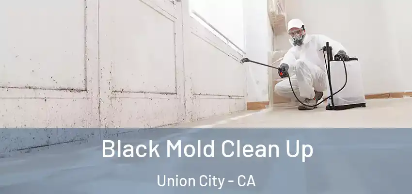  Black Mold Clean Up Union City - CA