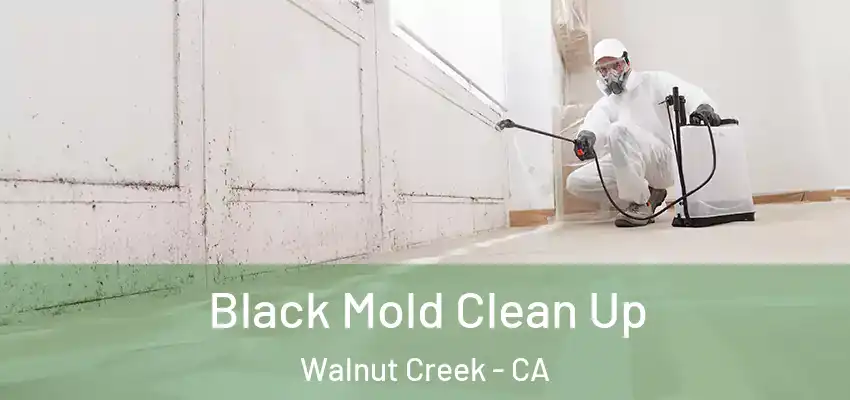  Black Mold Clean Up Walnut Creek - CA