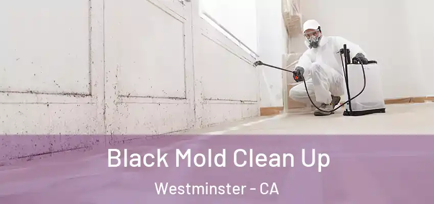 Black Mold Clean Up Westminster - CA