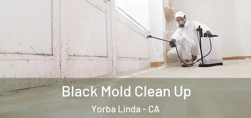 Black Mold Clean Up Yorba Linda - CA