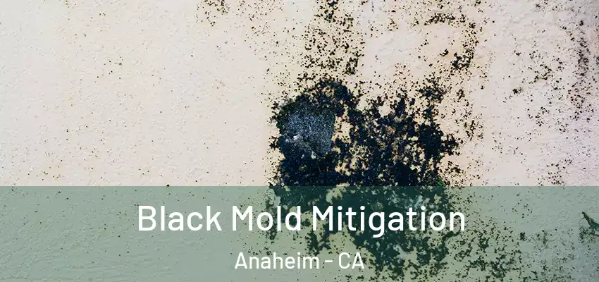  Black Mold Mitigation Anaheim - CA
