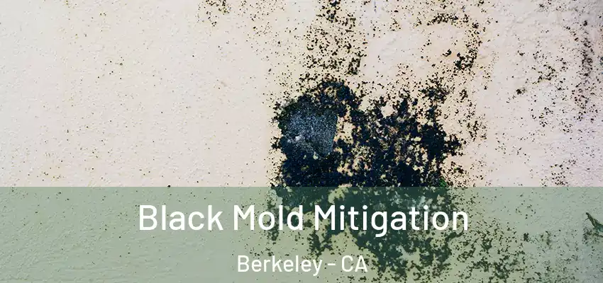  Black Mold Mitigation Berkeley - CA