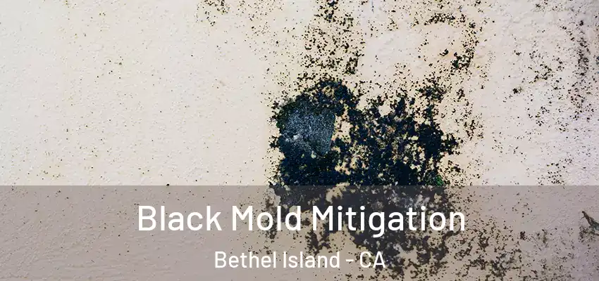  Black Mold Mitigation Bethel Island - CA