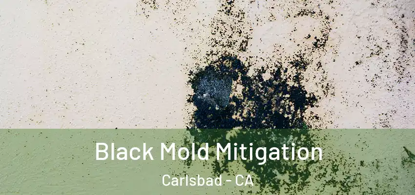  Black Mold Mitigation Carlsbad - CA