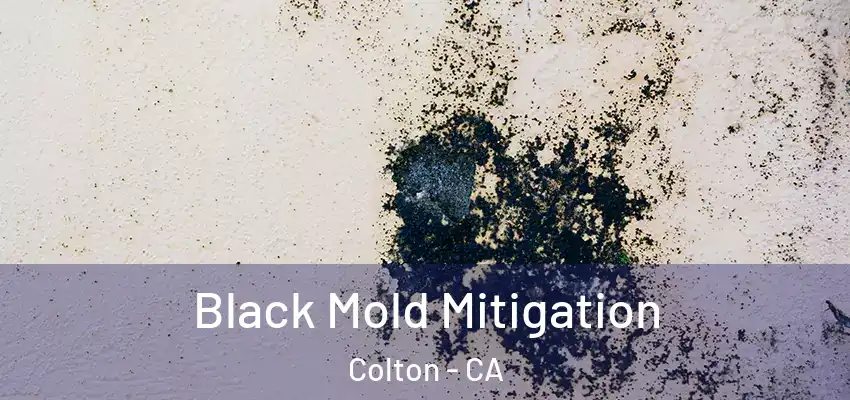  Black Mold Mitigation Colton - CA