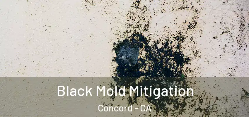 Black Mold Mitigation Concord - CA