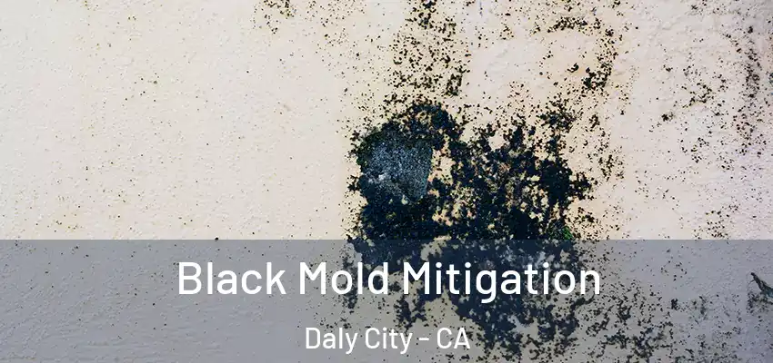 Black Mold Mitigation Daly City - CA