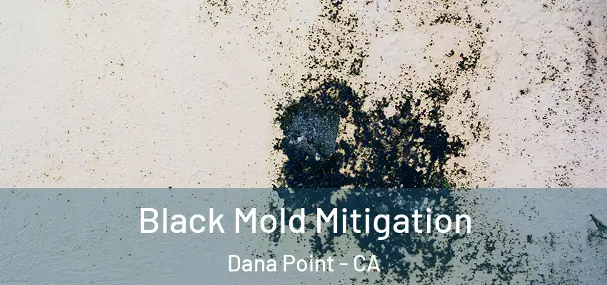  Black Mold Mitigation Dana Point - CA