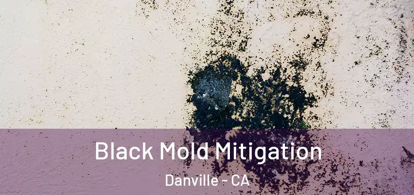  Black Mold Mitigation Danville - CA