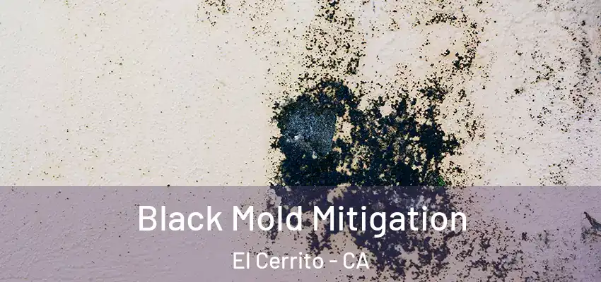 Black Mold Mitigation El Cerrito - CA