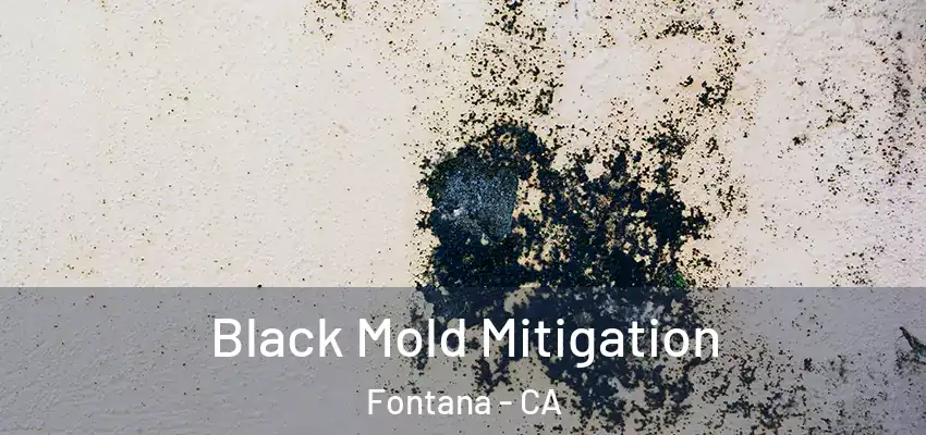  Black Mold Mitigation Fontana - CA