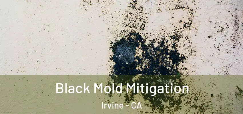  Black Mold Mitigation Irvine - CA