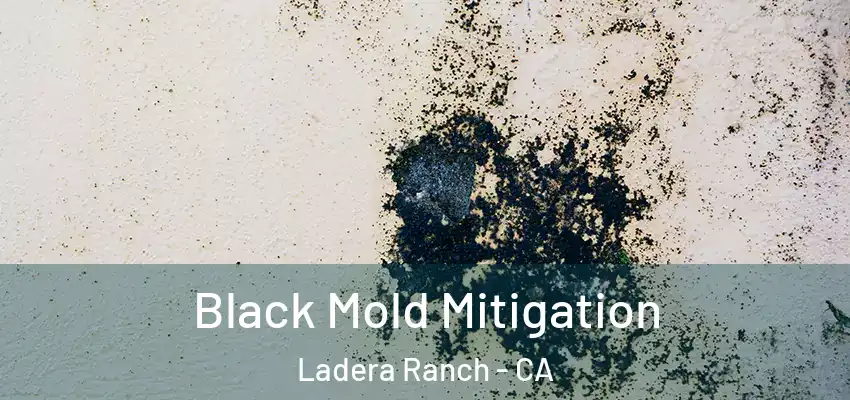  Black Mold Mitigation Ladera Ranch - CA