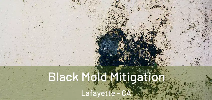  Black Mold Mitigation Lafayette - CA
