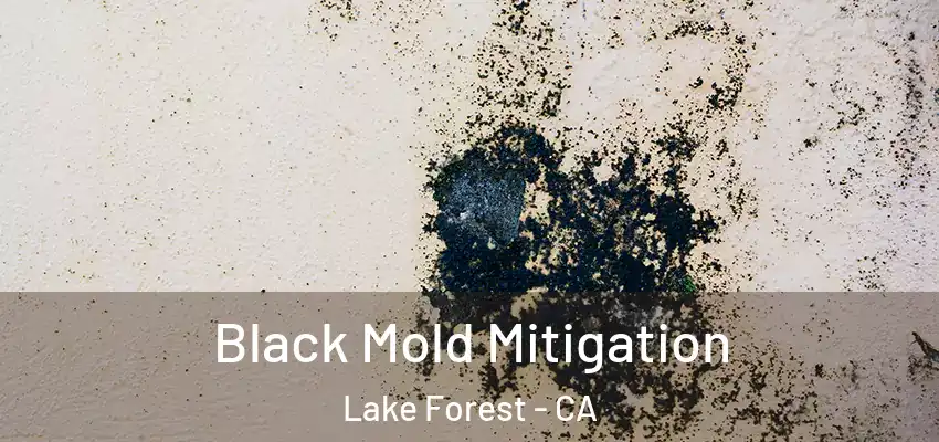  Black Mold Mitigation Lake Forest - CA