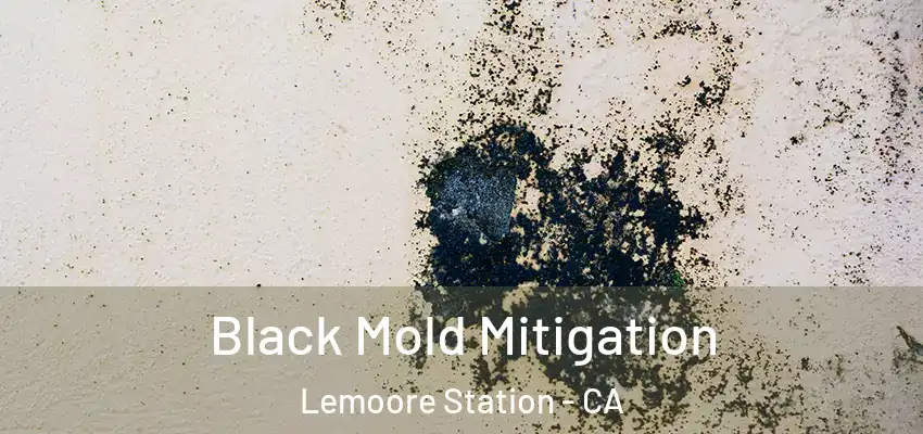  Black Mold Mitigation Lemoore Station - CA