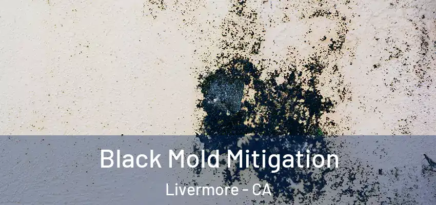  Black Mold Mitigation Livermore - CA