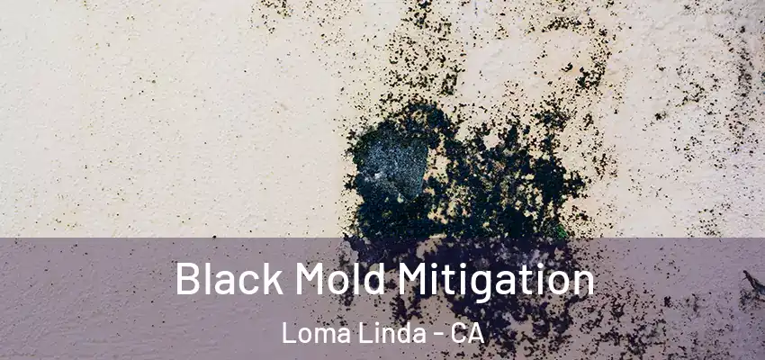 Black Mold Mitigation Loma Linda - CA