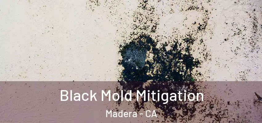  Black Mold Mitigation Madera - CA