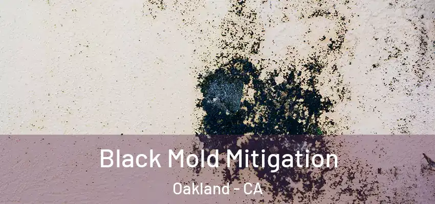  Black Mold Mitigation Oakland - CA