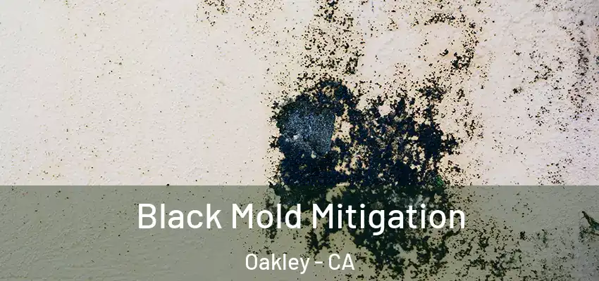  Black Mold Mitigation Oakley - CA
