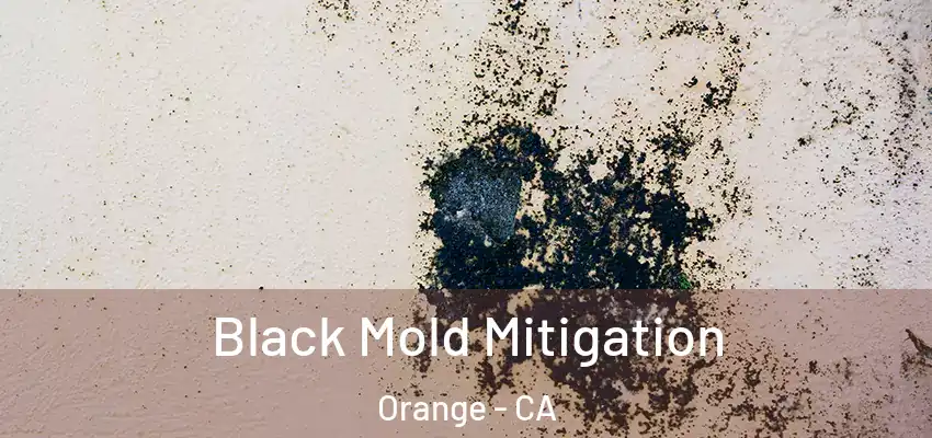  Black Mold Mitigation Orange - CA