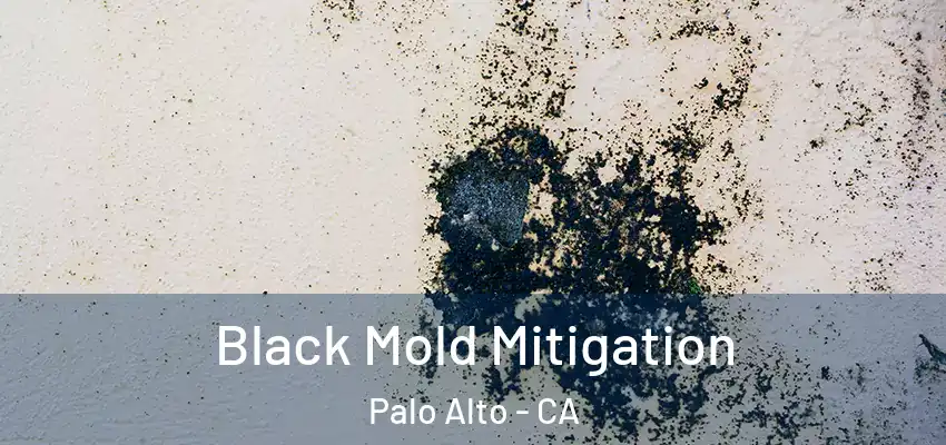 Black Mold Mitigation Palo Alto - CA