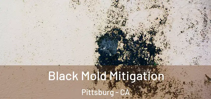 Black Mold Mitigation Pittsburg - CA