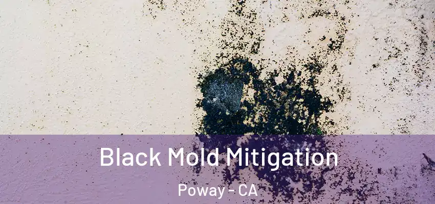  Black Mold Mitigation Poway - CA
