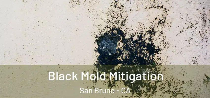 Black Mold Mitigation San Bruno - CA